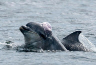 Dolphin with jellyfish balanced on its head, Inverness, Scotland - 29 Jun 2011