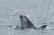 Dolphin with jellyfish balanced on its head, Inverness, Scotland - 29 Jun 2011