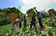 #CHINA-HUBEI-ENSHI-VEGETABLE HARVEST (CN)
