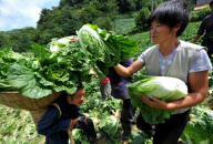 #CHINA-HUBEI-ENSHI-VEGETABLE HARVEST (CN)