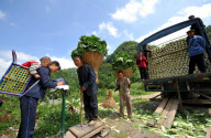 #CHINA-HUBEI-ENSHI-VEGETABLE HARVEST (CN)