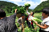 #CHINA-HUBEI-ENSHI-VEGETABLE HARVEST (CN)