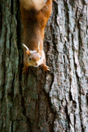 Red squirrels on Brownsea Island, Dorset, Britain - 07 Aug 2011