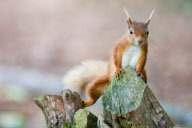 Red squirrels on Brownsea Island, Dorset, Britain - 07 Aug 2011