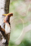 Red squirrels on Brownsea Island, Dorset, Britain - 07 Aug 2011