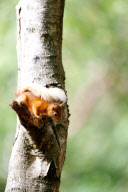 Red squirrels on Brownsea Island, Dorset, Britain - 07 Aug 2011