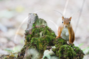 Red squirrels on Brownsea Island, Dorset, Britain - 07 Aug 2011