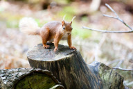 Red squirrels on Brownsea Island, Dorset, Britain - 07 Aug 2011