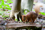 Red squirrels on Brownsea Island, Dorset, Britain - 07 Aug 2011