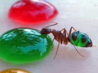 Ant with translucent stomachs drink from multi-coloured sugar drops, Mysore, India - 05 Aug 2011