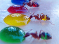 Ant with translucent stomachs drink from multi-coloured sugar drops, Mysore, India - 05 Aug 2011