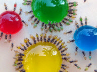 Ant with translucent stomachs drink from multi-coloured sugar drops, Mysore, India - 05 Aug 2011