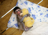 #CHINA-ZHEJIANG-NINGBO-MANDRILL (CN) 