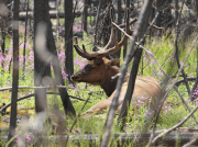 US-YELLOWSTONE NATIONAL PARK-SCENERY