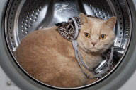 Ariel the cat, who loves to sleep in the washing machine, London, Britain - 09 Aug 2011