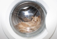 Ariel the cat, who loves to sleep in the washing machine, London, Britain - 09 Aug 2011