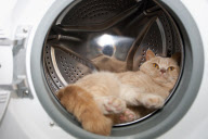 Ariel the cat, who loves to sleep in the washing machine, London, Britain - 09 Aug 2011