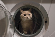 Ariel the cat, who loves to sleep in the washing machine, London, Britain - 09 Aug 2011