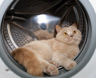Ariel the cat, who loves to sleep in the washing machine, London, Britain - 09 Aug 2011