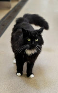 Cat survives after being cooked in microwave, Portsmouth, Hampshire, Britain - 19 Aug 2011