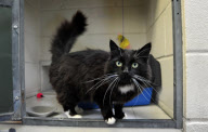 Cat survives after being cooked in microwave, Portsmouth, Hampshire, Britain - 19 Aug 2011