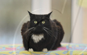 Cat survives after being cooked in microwave, Portsmouth, Hampshire, Britain - 19 Aug 2011