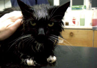Cat survives after being cooked in microwave, Portsmouth, Hampshire, Britain - 19 Aug 2011
