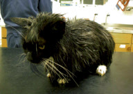 Cat survives after being cooked in microwave, Portsmouth, Hampshire, Britain - 19 Aug 2011