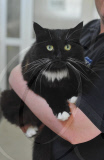 Cat survives after being cooked in microwave, Portsmouth, Hampshire, Britain - 19 Aug 2011