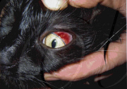 Cat survives after being cooked in microwave, Portsmouth, Hampshire, Britain - 19 Aug 2011