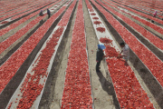 CHINA-XINJIANG-BAYINGOLIN-TOMATOES (CN)