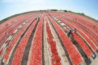 CHINA-XINJIANG-BAYINGOLIN-TOMATOES (CN)
