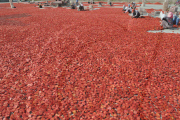 CHINA-XINJIANG-BAYINGOLIN-TOMATOES (CN)