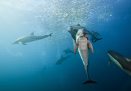Sardine run feeding frenzy at Port St Johns, South Africa - 08 Jul 2011