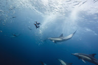 Sardine run feeding frenzy at Port St Johns, South Africa - 08 Jul 2011