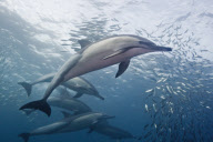 Sardine run feeding frenzy at Port St Johns, South Africa - 08 Jul 2011