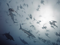 Sardine run feeding frenzy at Port St Johns, South Africa - 08 Jul 2011