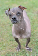 Mugly soll der hässlichste Hund Grossbritanniens sein