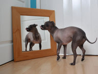 Mugly soll der hässlichste Hund Grossbritanniens sein
