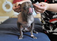 Mugly soll der hässlichste Hund Grossbritanniens sein