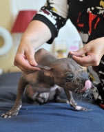 Mugly soll der hässlichste Hund Grossbritanniens sein