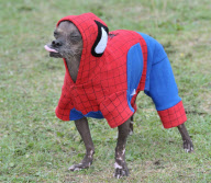 Mugly soll der hässlichste Hund Grossbritanniens sein