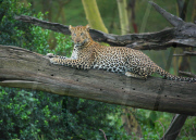 KENYA-NAKURU-NATIONAL PARK-LEOPARD