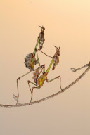 Preying Mantis appear to be doing acrobatics, Kahramanmaras, Turkey - 29 Jun 2011