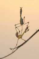Preying Mantis appear to be doing acrobatics, Kahramanmaras, Turkey - 29 Jun 2011