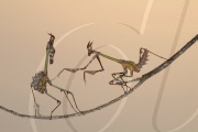 Preying Mantis appear to be doing acrobatics, Kahramanmaras, Turkey - 29 Jun 2011
