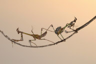 Preying Mantis appear to be doing acrobatics, Kahramanmaras, Turkey - 29 Jun 2011
