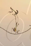 Preying Mantis appear to be doing acrobatics, Kahramanmaras, Turkey - 29 Jun 2011