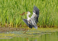 Heron flies away with duckling at Big Waters Nature Reserve, near Newcastle, Britain - 12 Aug 2011