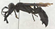 Riesenwespe